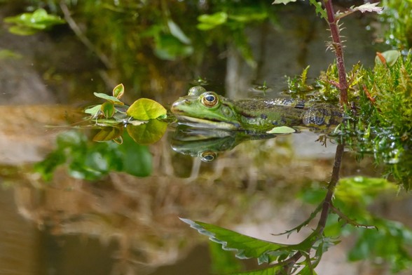 Teichfrosch sitzt zwischen Wasserpflanzen und Moos im Teich.
