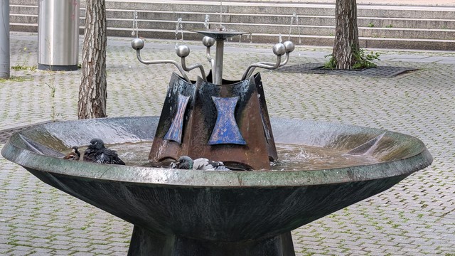 Tauben und Spatzen baden gemeinsam in einem Springbrunnen