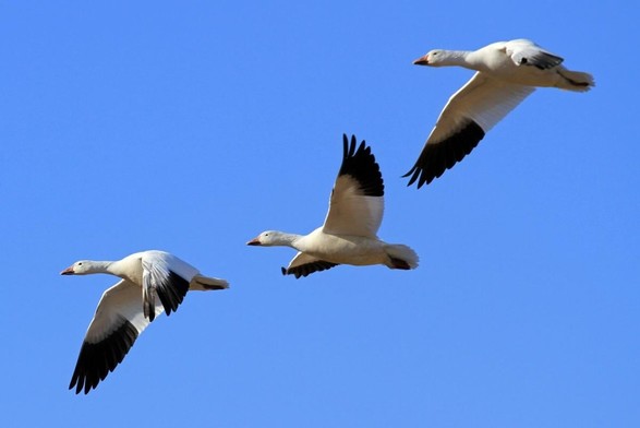 Three snow geese in flight against a blue sky