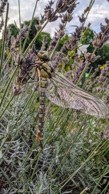 Eine frisch geschlüpfte Libelle sitzt auf einer verblühten Lavendelblüte und trocknet ihre Flügel