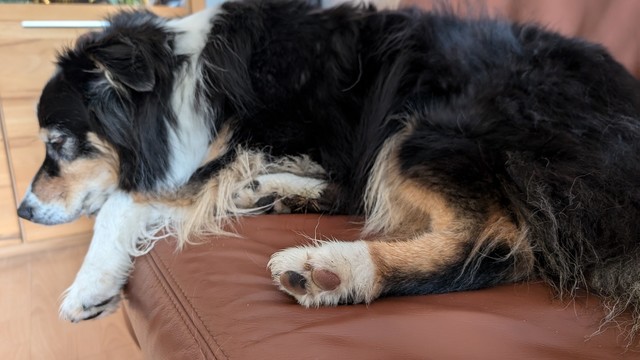 Australian Shepherd liegt auf dem Sofa und schläft.