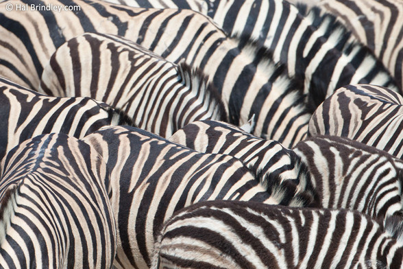 A dazzle of zebras huddles together such that only their backs, flanks, and tops of their necks are visible.