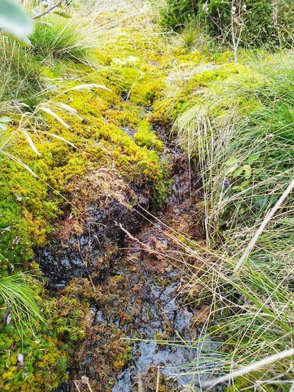 ein kleiner Quellwasserlauf im Harz, gesäumt von zartgrünem Moos und Gräsern