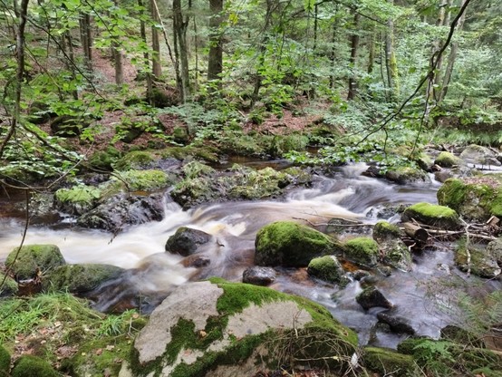 ein Wildbach rauscht über moosbewachsenes Geröll in einem dichten Laubwald