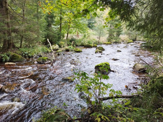 ein Wildbach rauscht über moosbewachsenes Geröll in einem dicht bewachsenen grünen Tal, teilweise ist bereits herbstlich verfärbtes Laub zu sehen